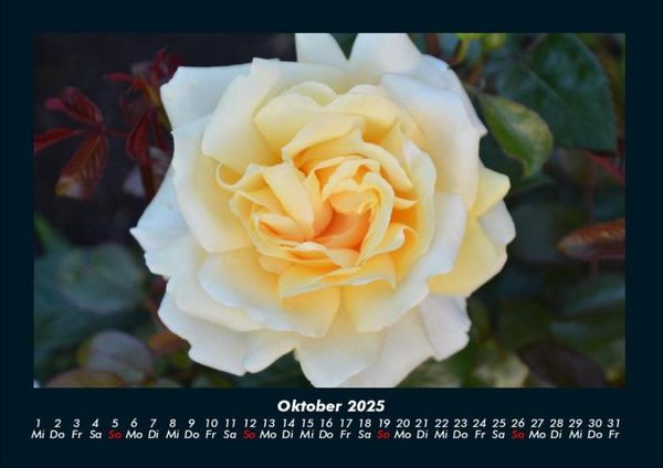 Produktbild: Strahlend sch&ouml;ne Rosen 2025 Fotokalender DIN A4