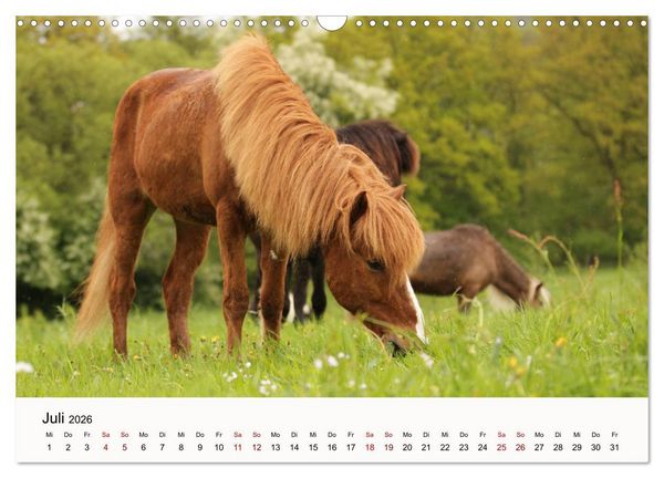 Produktbild: Isl&auml;nder - icelandic horses (Wandkalender 2026 DIN A3 quer), CALVENDO Monatskalender