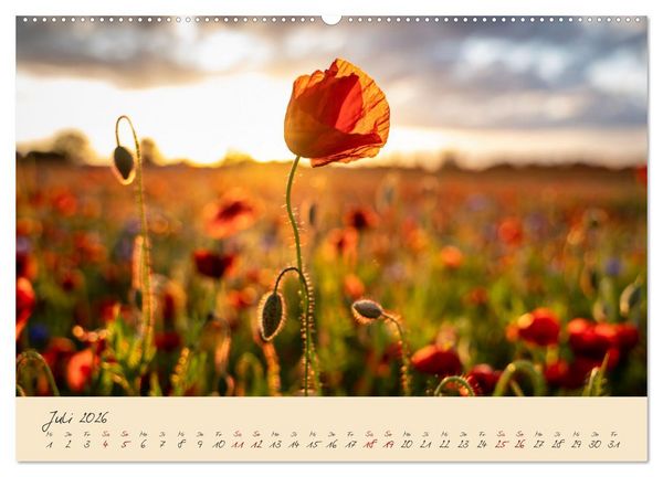 Produktbild: Friedl&auml;nder Gro&szlig;e Wiese (hochwertiger Premium Wandkalender 2026 DIN A2 quer), Kunstdruck in Hochglanz