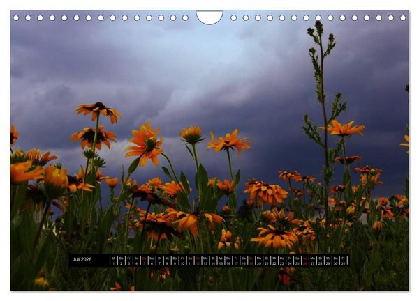 Produktbild: Bl&uuml;ten-Zauber am Wegesrand 2026 (Wandkalender 2026 DIN A4 quer), CALVENDO Monatskalender