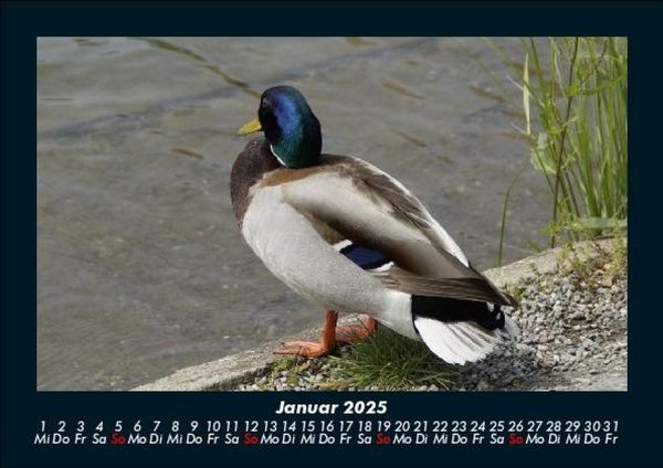 Produktbild: Enten 2025 Fotokalender DIN A5