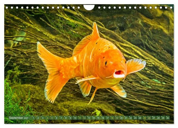 Produktbild: Koi: Juwelen im Teich (Wandkalender 2027 DIN A4 quer), CALVENDO Monatskalender