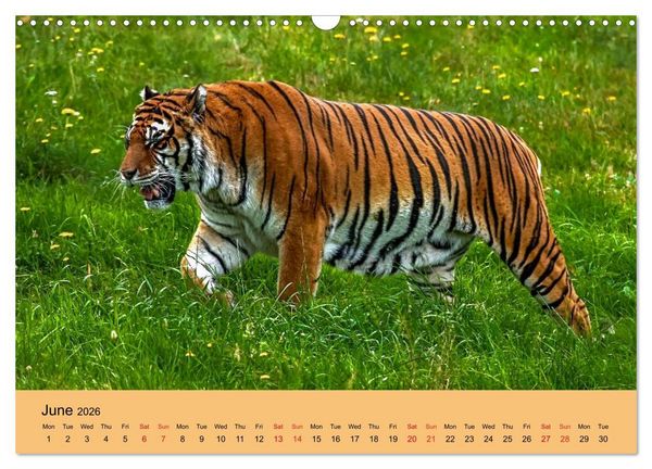 Produktbild: Just Bengal Tigers (Wall Calendar 2026 DIN A3 landscape), CALVENDO 12 Month Wall Calendar