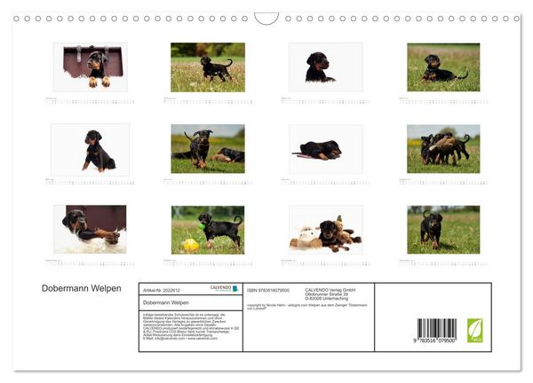 Produktbild: Dobermann Welpen (Wandkalender 2026 DIN A3 quer), CALVENDO Monatskalender