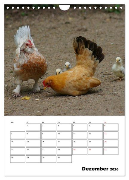 Produktbild: H&uuml;hner Terminplaner (Wandkalender 2026 DIN A4 hoch), CALVENDO Monatskalender