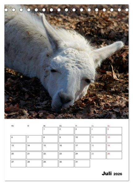 Produktbild: Alpaka und Lama Terminplaner (Tischkalender 2026 DIN A5 hoch), CALVENDO Monatskalender