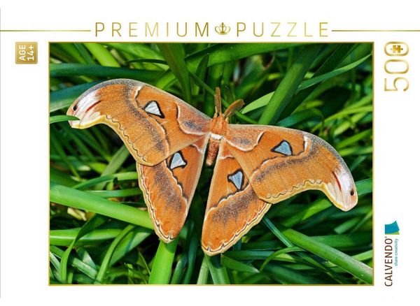 CALVENDO Puzzle Atlasfalter - Attacus atlas | 500 Teile Lege-Größe 48 × 36 cm Foto-Puzzle für Erwachsene
