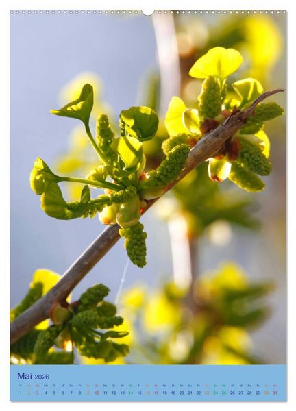 Produktbild: Ginkgo (hochwertiger Premium Wandkalender 2026 DIN A2 hoch), Kunstdruck in Hochglanz