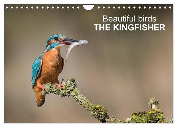 Beautiful birds THE KINGFISHER (Wall Calendar 2026 DIN A4 landscape), CALVENDO 12 Month Wall Calendar