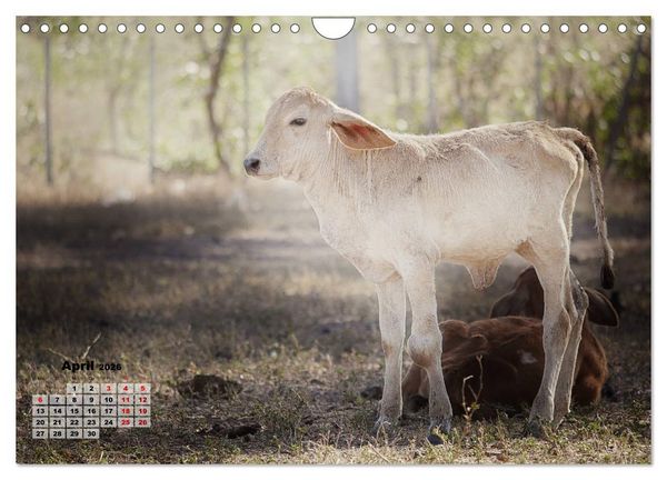 Produktbild: Nicaraguas faszinierende Flora & Fauna (Wandkalender 2026 DIN A4 quer), CALVENDO Monatskalender
