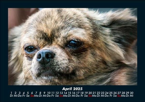 Produktbild: Hundezauber 2025 Fotokalender DIN A5