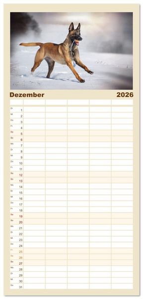 Produktbild: Familienplaner 2026 - Mit dem Malinois durch das Jahr mit 5 Spalten (Wandkalender, 21 x 45 cm) CALVENDO