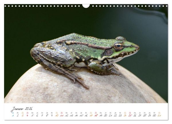 Produktbild: Frosch Karl, Hans und Max im Einklang der Natur (Wandkalender 2026 DIN A3 quer), CALVENDO Monatskalender