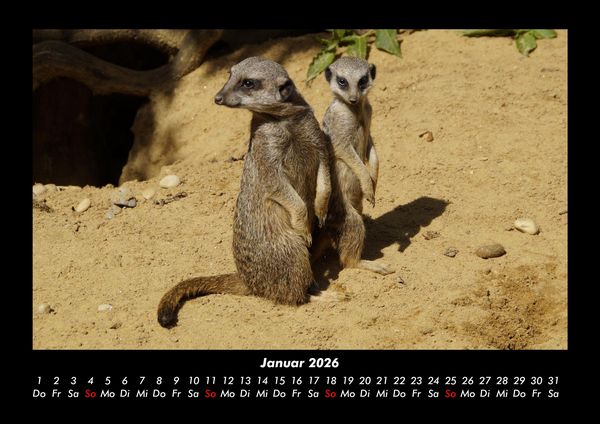 Produktbild: Der Tierkalender 2026 Fotokalender DIN A3