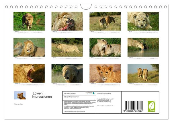 Produktbild: L&ouml;wen Impressionen (Wandkalender 2026 DIN A4 quer), CALVENDO Monatskalender