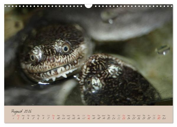 Produktbild: Turtles and Tortoise / UK-Version (Wall Calendar 2026 DIN A3 landscape), CALVENDO 12 Month Wall Calendar