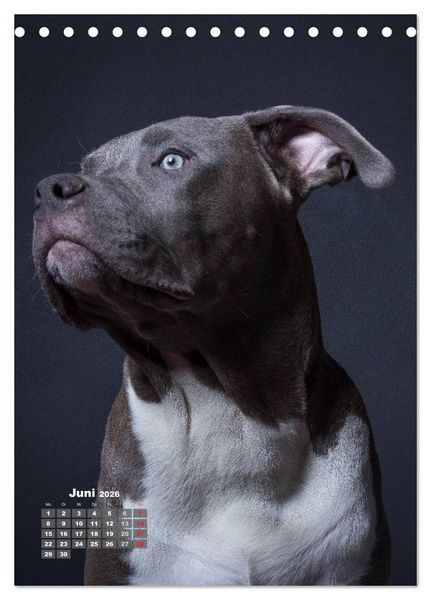 Produktbild: Treue Wegbegleiter, Hunde im Portrait. (Tischkalender 2026 DIN A5 hoch), CALVENDO Monatskalender