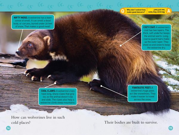 Produktbild: Wolverines (National Geographic Kids Readers, Level 3)