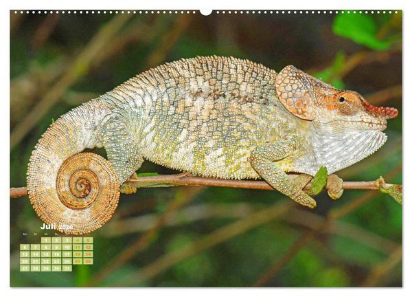 Produktbild: Cham&auml;leon: Die farbenfrohe Welt der Reptilien (Wandkalender 2026 DIN A2 quer), CALVENDO Monatskalender