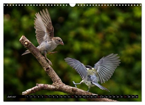 Produktbild: Die Sch&ouml;nheit der Gartenv&ouml;gel im Flug (Wandkalender 2027 DIN A3 quer), CALVENDO Monatskalender
