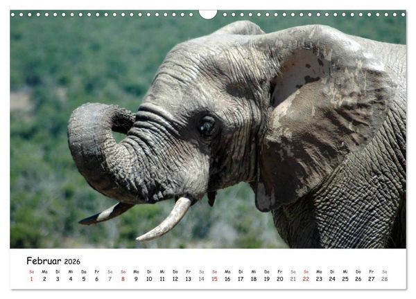 Produktbild: Afrikanische Elefanten in ADDO (Wandkalender 2026 DIN A3 quer), CALVENDO Monatskalender