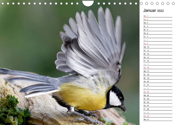 Produktbild: Gefiederte Sch&ouml;nheiten in Aktion (Wandkalender 2022 DIN A4 quer)