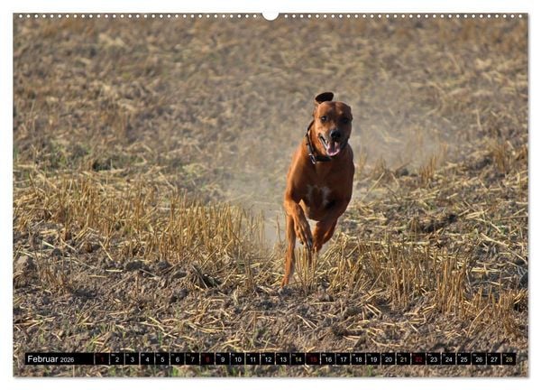 Produktbild: Rhodesian Ridgeback, Pure Lebensfreude (hochwertiger Premium Wandkalender 2026 DIN A2 quer), Kunstdruck in Hochglanz