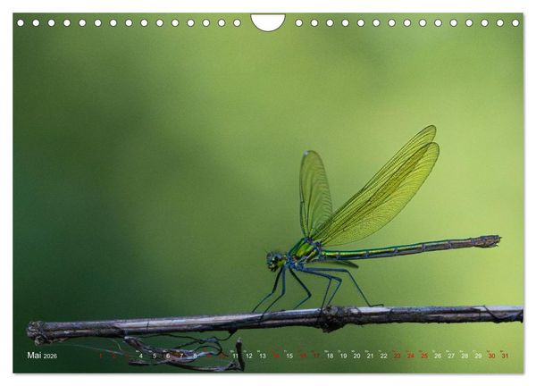 Produktbild: Naturwunder Libellen (Wandkalender 2026 DIN A4 quer), CALVENDO Monatskalender