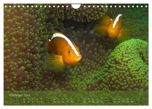 Produktbild: Anemonenfische - Streitbare Gesellen (Wandkalender 2027 DIN A4 quer), CALVENDO Monatskalender