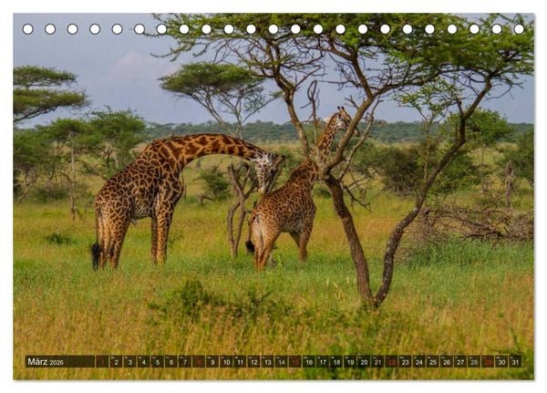 Produktbild: Abenteuer Tansania, Afrika (Tischkalender 2026 DIN A5 quer), CALVENDO Monatskalender