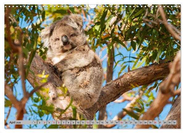 Produktbild: Australische Koalas (Wandkalender 2026 DIN A3 quer), CALVENDO Monatskalender
