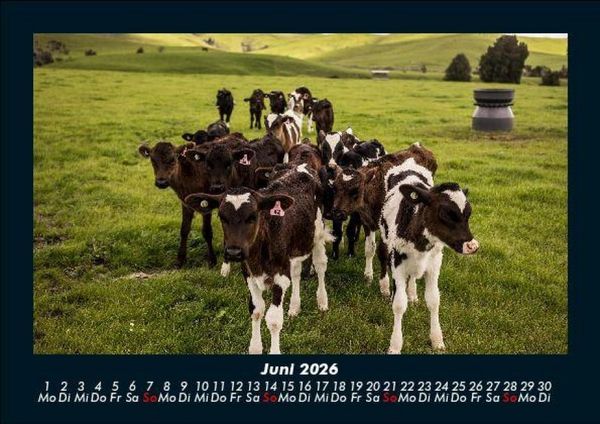 Produktbild: Kuhkalender 2026 Fotokalender DIN A5