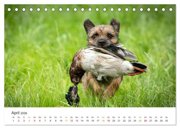 Produktbild: Treue Jagdgef&auml;hrten - Jagdhunderassen im Portrait (Tischkalender 2026 DIN A5 quer), CALVENDO Monatskalender