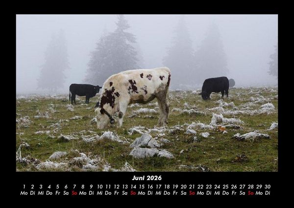 Produktbild: Kuhkalender 2026 Fotokalender DIN A3