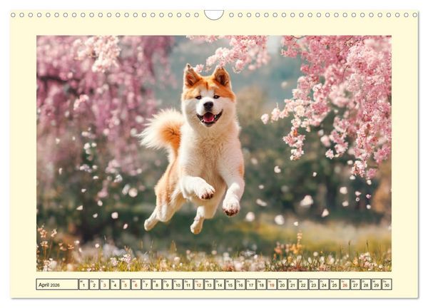 Produktbild: Akita Inu in der Natur. Japans edle und sanfte Sch&ouml;nheit (Wandkalender 2026 DIN A3 quer), CALVENDO Monatskalender