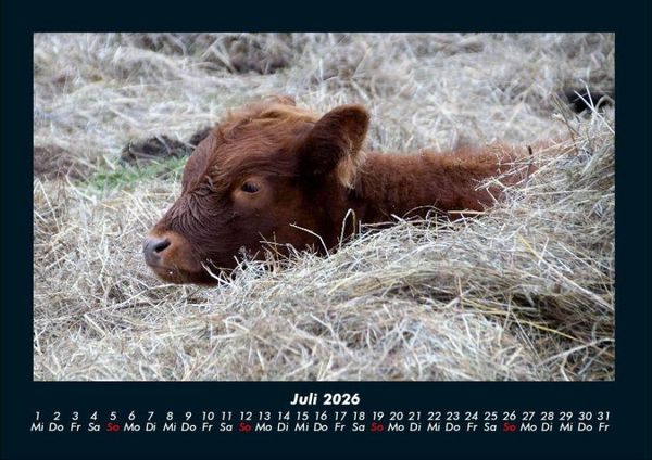 Produktbild: Kuhkalender 2026 Fotokalender DIN A4