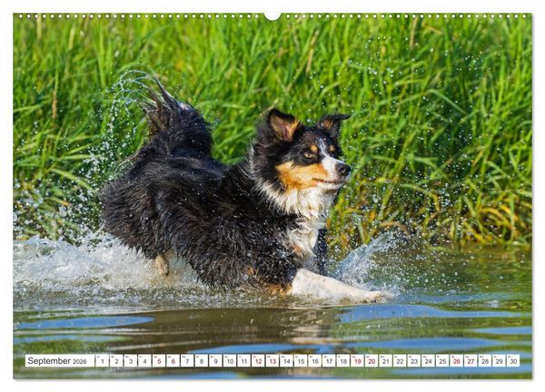 Produktbild: Border Collie - Das Universalgenie unter den Hunden (hochwertiger Premium Wandkalender 2026 DIN A2 quer), Kunstdruck in Hochglanz