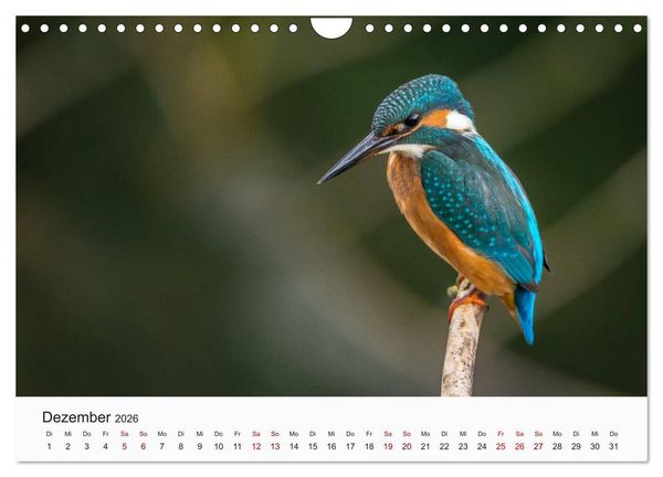 Produktbild: V&ouml;gel - Die K&ouml;nige der L&uuml;fte (Wandkalender 2026 DIN A4 quer), CALVENDO Monatskalender