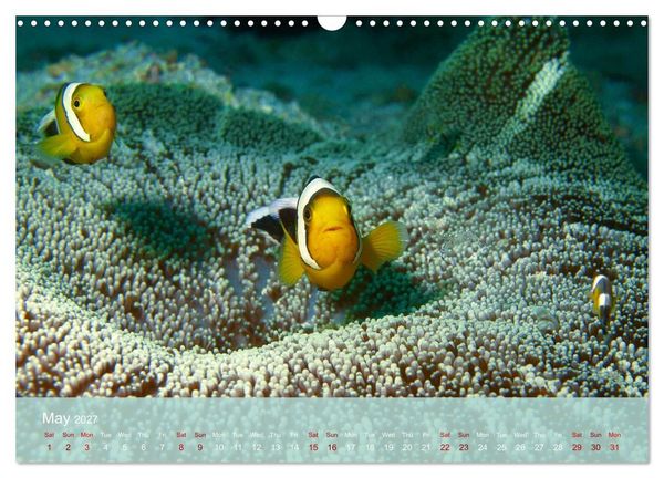 Produktbild: Anemonefish - always busy - always on the move (Wall Calendar 2027 DIN A3 landscape), CALVENDO 12 Month Wall Calendar