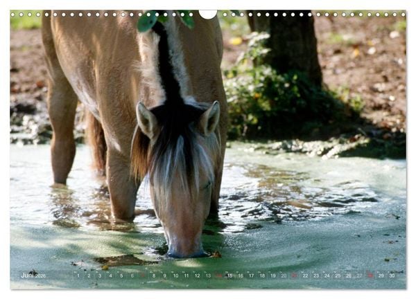 Produktbild: Fjordpferde - Norweger (Wandkalender 2026 DIN A3 quer), CALVENDO Monatskalender