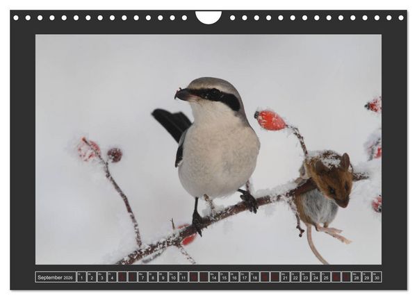 Produktbild: Winterzauber - Tiere in Eis und Schnee (Wandkalender 2026 DIN A4 quer), CALVENDO Monatskalender