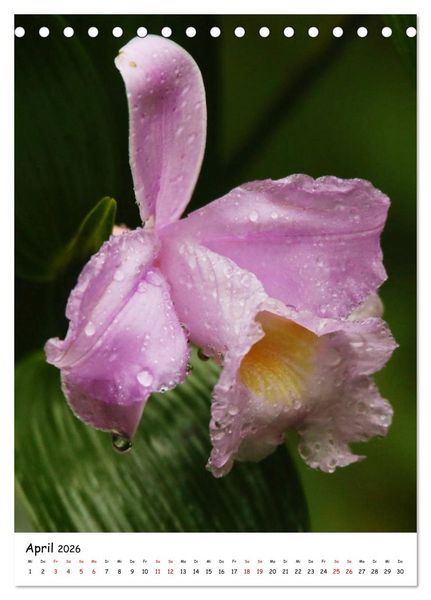 Produktbild: Costa Rica - Fauna & Flora (Tischkalender 2026 DIN A5 hoch), CALVENDO Monatskalender