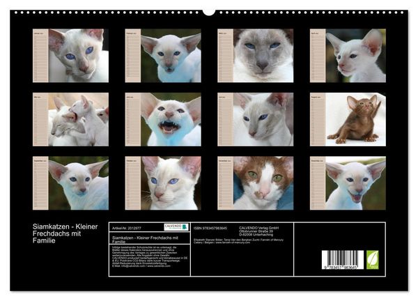 Produktbild: Siamkatzen - Kleiner Frechdachs mit Familie (hochwertiger Premium Wandkalender 2026 DIN A2 quer), Kunstdruck in Hochglanz