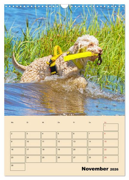 Produktbild: Jahresplaner Lagotto Romagnolo (Wandkalender 2026 DIN A3 hoch), CALVENDO Monatskalender