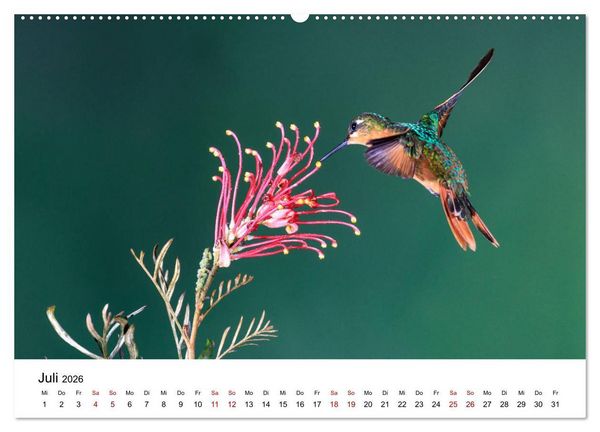 Produktbild: Kolibris - Flugk&uuml;nstler im Regenwald (hochwertiger Premium Wandkalender 2026 DIN A2 quer), Kunstdruck in Hochglanz