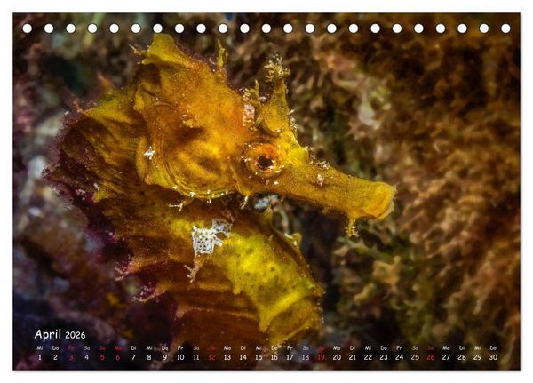 Produktbild: Hippocampus oder einfach nur Seepferdchen (Tischkalender 2026 DIN A5 quer), CALVENDO Monatskalender