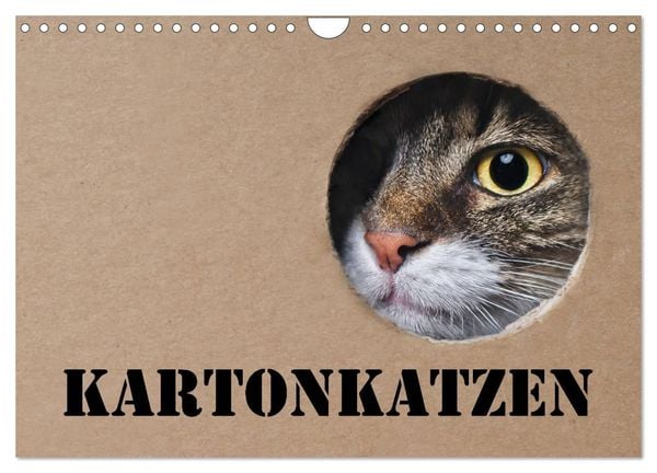 Produktbild: Karton Katzen (Wandkalender 2026 DIN A4 quer), CALVENDO Monatskalender