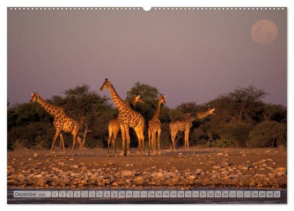 Produktbild: Afrikas Tierwelt Christian Heeb (hochwertiger Premium Wandkalender 2026 DIN A2 quer), Kunstdruck in Hochglanz