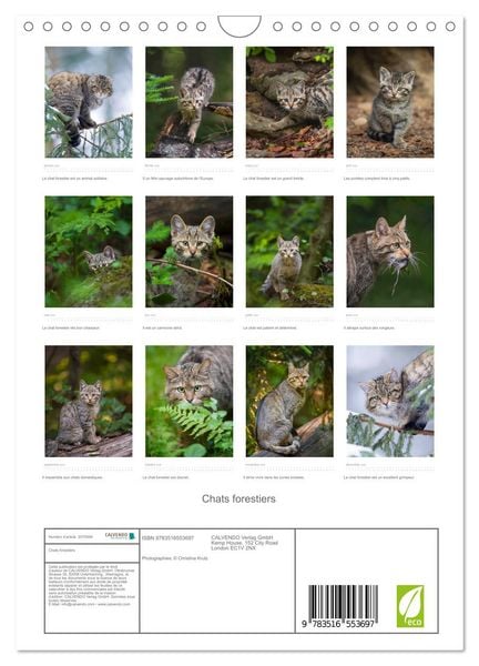 Produktbild: Chats forestiers (Calendrier mural 2026 DIN A4 horizontal), CALVENDO calendrier mensuel