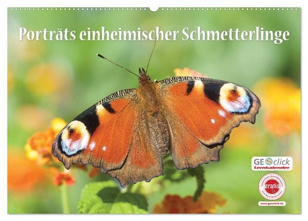 Produktbild: GEOclick Lernkalender: Portr&auml;ts einheimischer Schmetterlinge (Wandkalender 2026 DIN A2 quer), CALVENDO Monatskalender